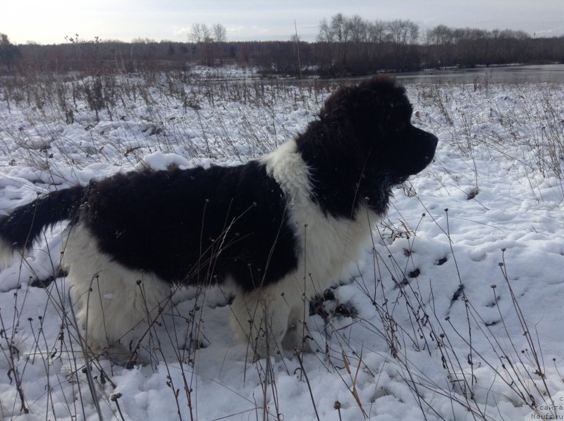 Фото: ньюфаундленд Аквиан Сонг Кроун Роял