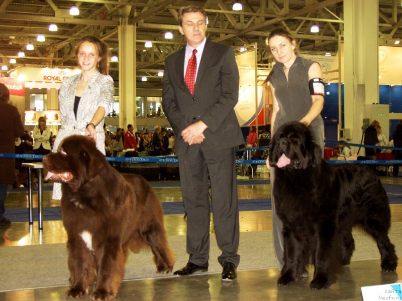 Фото: ньюфаундленд Акватория Келвин Райз Афтэ Ми (Aquatoriya Kelvin Rise After Me), ньюфаундленд Rain Coast How can I Fall, Наталья Дубовская