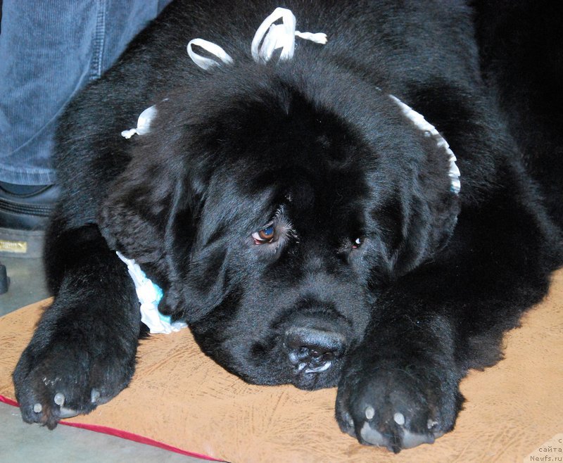 Фотография № 137159