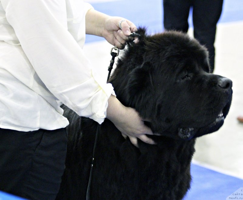 Фото: ньюфаундленд Very Fairweathers X'Got The Rhythm