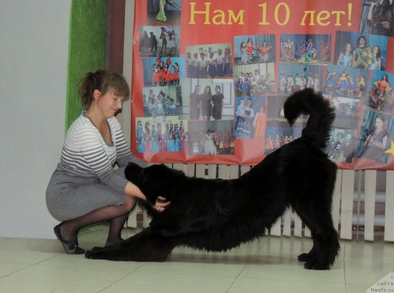 Фото: ньюфаундленд Би Перфект Арабелла, Ирина Павлова