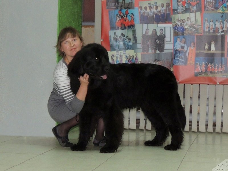 Фото: ньюфаундленд Би Перфект Арабелла, Ирина Павлова