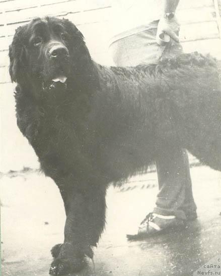 Фото: ньюфаундленд Патрик Пилат