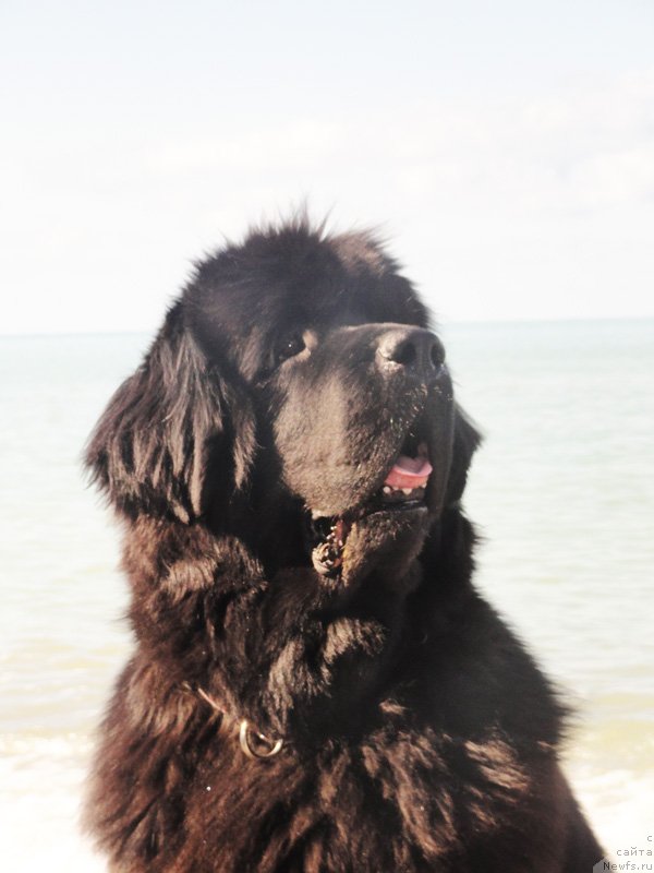 Фото: ньюфаундленд Бегущая по Волнам Вся Такая Растакая (Beguschaya po Volnam Vsya Takaya Rastakaya)