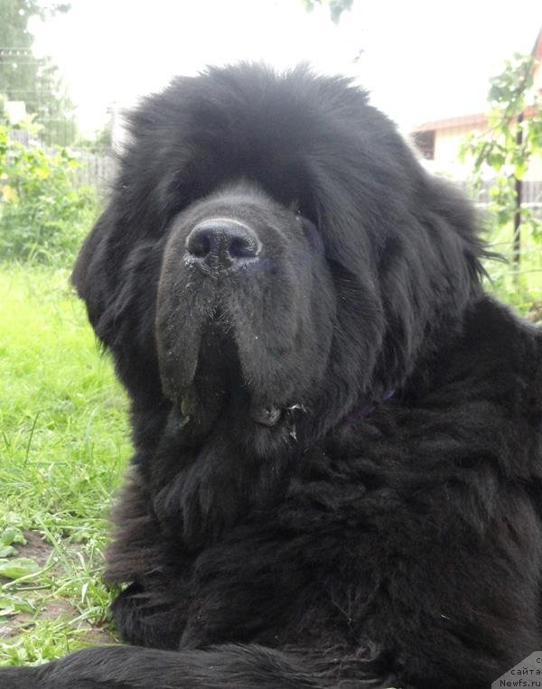 Фото: ньюфаундленд Бегущая по Волнам Вам и не Снилось (Begushaya po Volnam Vam I Ne Snilos)