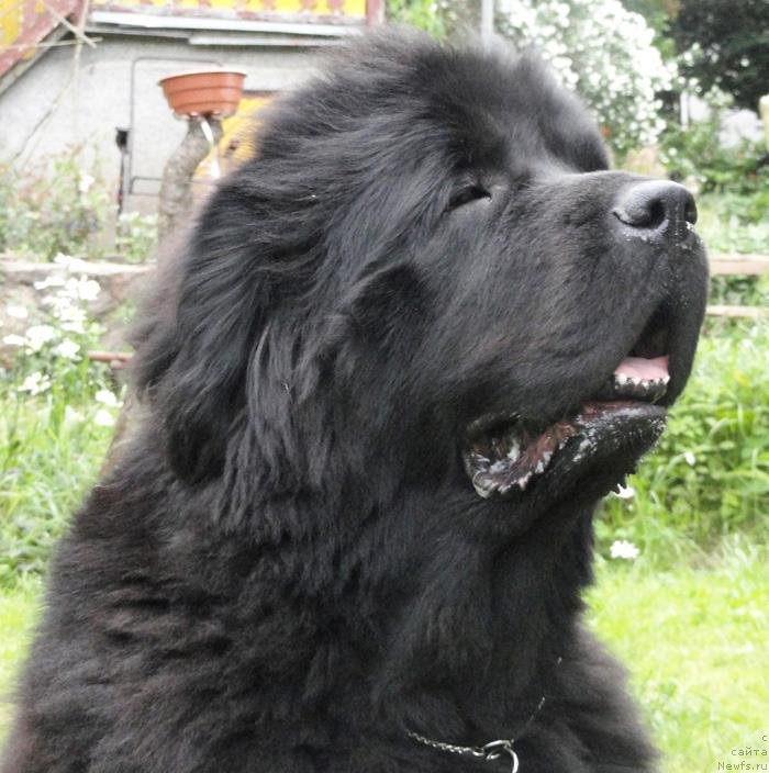 Фото: ньюфаундленд Бегущая по Волнам Вам и не Снилось (Begushaya po Volnam Vam I Ne Snilos)