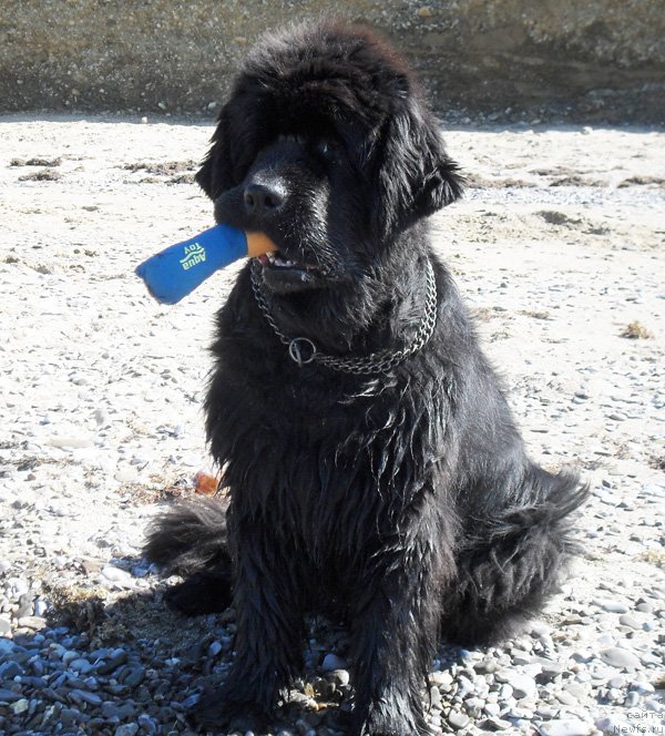 Фотография № 137223