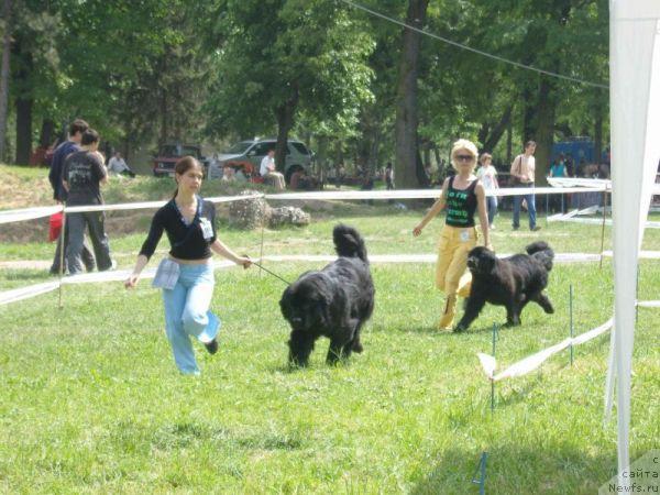 Фото: ньюфаундленд Eleganza vom Darius Land