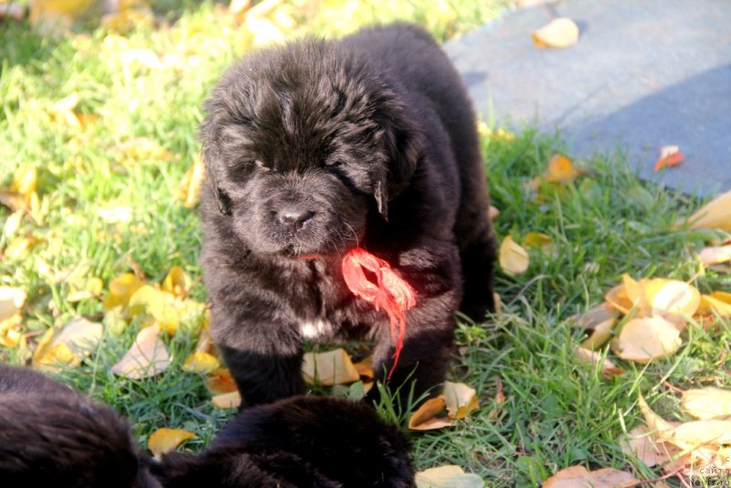 Фото: ньюфаундленд Vivienne Westwood Dinastiya Soverchenstva