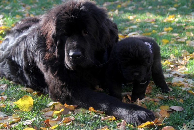 Фото: ньюфаундленд Аллегро Кон Брио Династия Совершенства (Allegro Con Brio Dinastiya Soverchenstva)