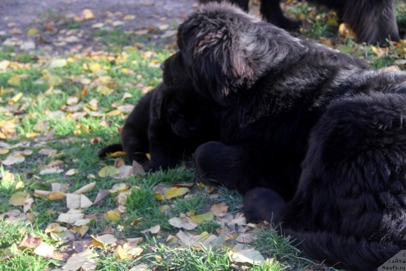 Фото: ньюфаундленд Аллегро Кон Брио Династия Совершенства (Allegro Con Brio Dinastiya Soverchenstva)