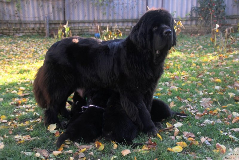 Фото: ньюфаундленд Бегущая по Волнам Хаста ла Виста (Beguschaya po Volnam Hasta la Vista)