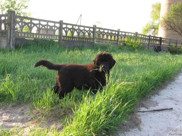 Фото: ньюфаундленд Лаэрт Биг Френд (Laert Big Friend)