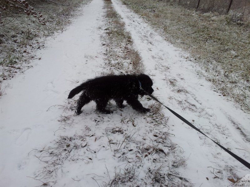 Фото: ньюфаундленд Супер Премиум Нью-Йорк