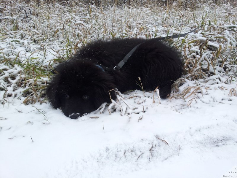 Фото: ньюфаундленд Супер Премиум Нью-Йорк