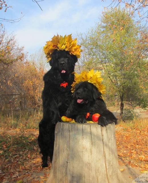 Фото: ньюфаундленд Сент Джонс Улла для Кара Аюлар (Sent Djons Ulla for Kara Ayular), ньюфаундленд Женевьев Гарни Ледэн