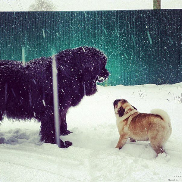 Фото: ньюфаундленд Их Высочество Владлена Маджикс