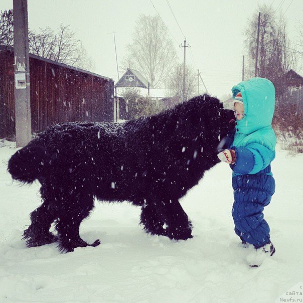 Фото: ньюфаундленд Их Высочество Владлена Маджикс