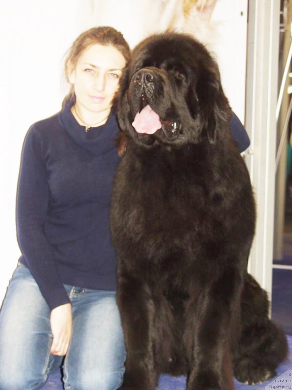 Фото: ньюфаундленд Rain Coast How can I Fall, Наталья Дубовская