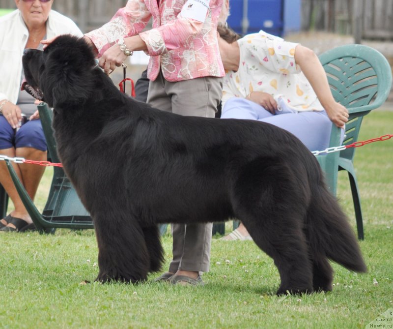 Фото: ньюфаундленд Бегущая по Волнам Дансинг Квин (Beguschaya po Volnam Dancing Queen)