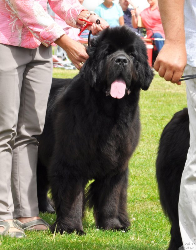 Фото: ньюфаундленд Бегущая по Волнам Дансинг Квин (Beguschaya po Volnam Dancing Queen)