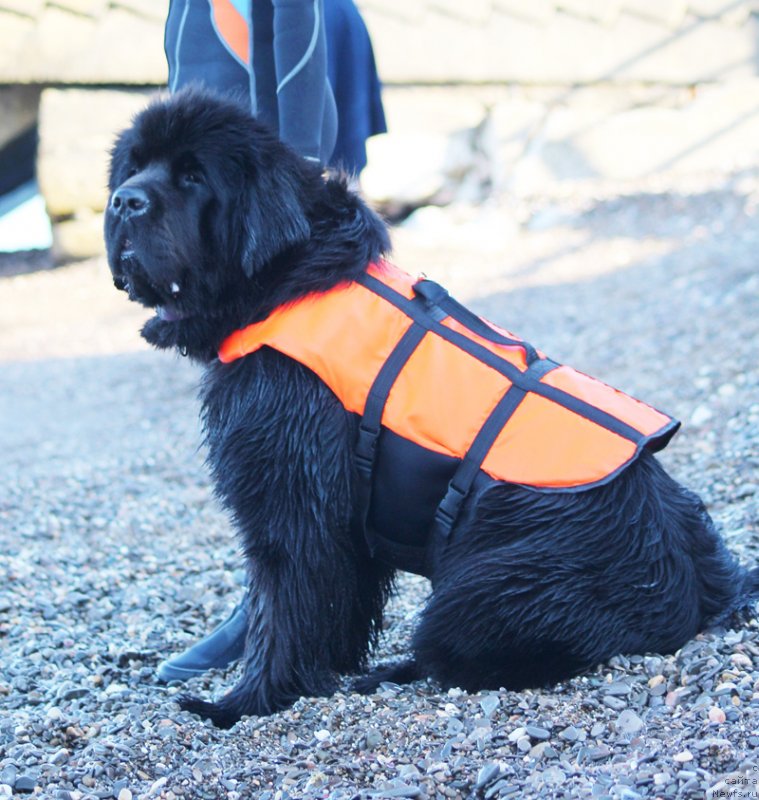 Фото: ньюфаундленд Бегущая по Волнам Дансинг Квин (Beguschaya po Volnam Dancing Queen)
