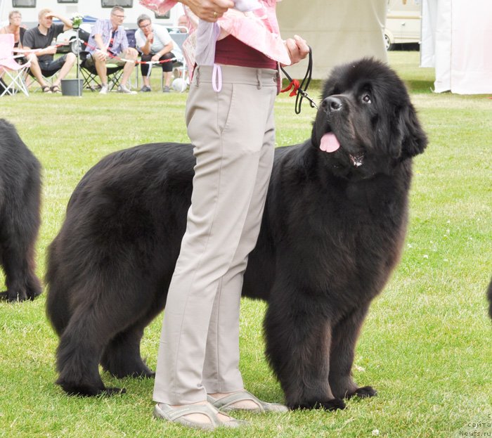 Фото: ньюфаундленд Бегущая по Волнам Дансинг Квин (Beguschaya po Volnam Dancing Queen)