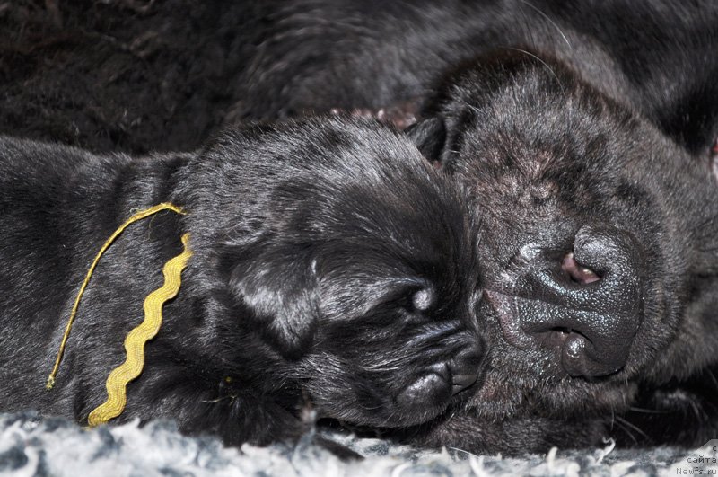 Фото: ньюфаундленд Бегущая по Волнам Дансинг Квин (Beguschaya po Volnam Dancing Queen)