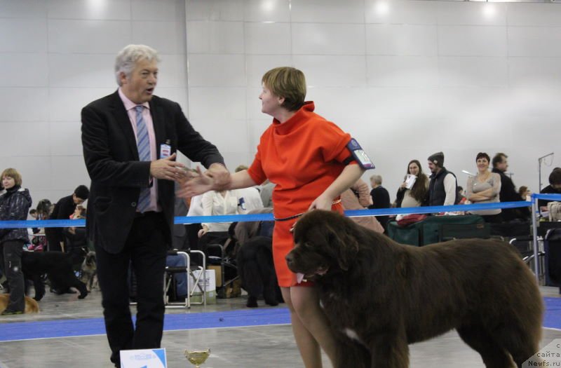 Фото: Татьяна Абутова, ньюфаундленд Акватория Келвин Райз Афтэ Ми (Aquatoriya Kelvin Rise After Me)