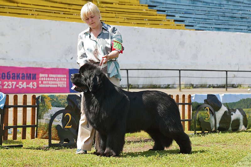 Фото: ньюфаундленд Акватория Келвин Нобель (Aquatoriya Kelvin Nobel)
