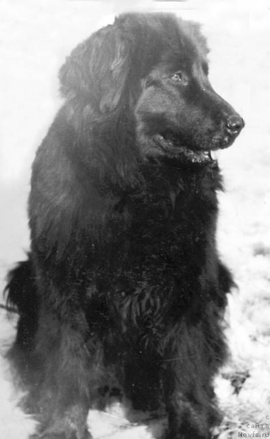 Фото: ньюфаундленд Ева Хэб