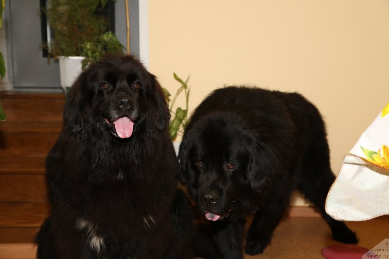 Фото: Лора и, ньюфаундленд Кайден Плейфул (Kaiden Playful)