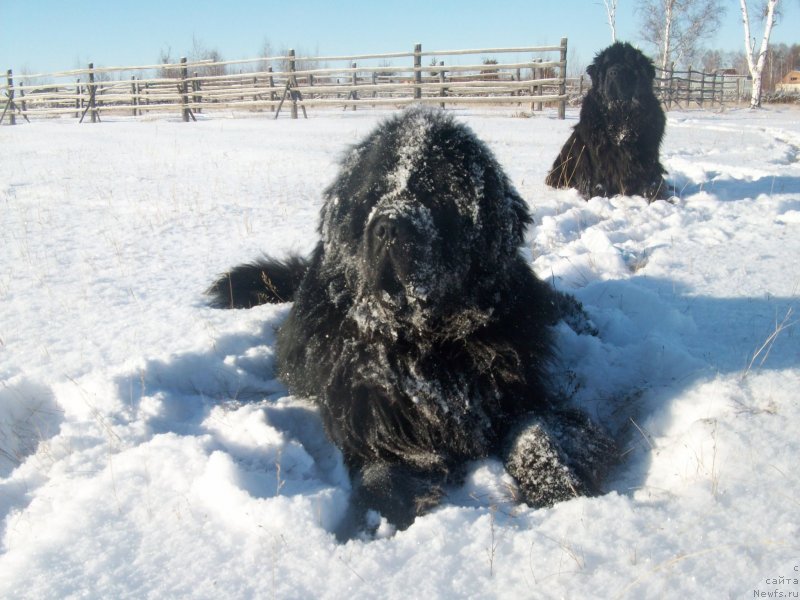 Фото: ньюфаундленд Карат из Медвежьего Яра (Karat iz Medvejyego Yara), ньюфаундленд Ярада из Сибирской Глубинки (Yarada iz Sibirskoy Glubinki)