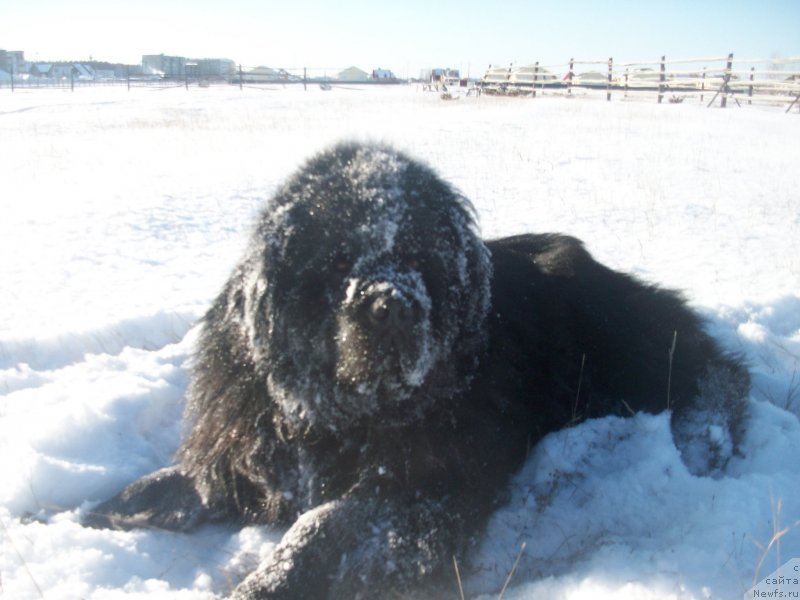 Фото: ньюфаундленд Карат из Медвежьего Яра (Karat iz Medvejyego Yara)