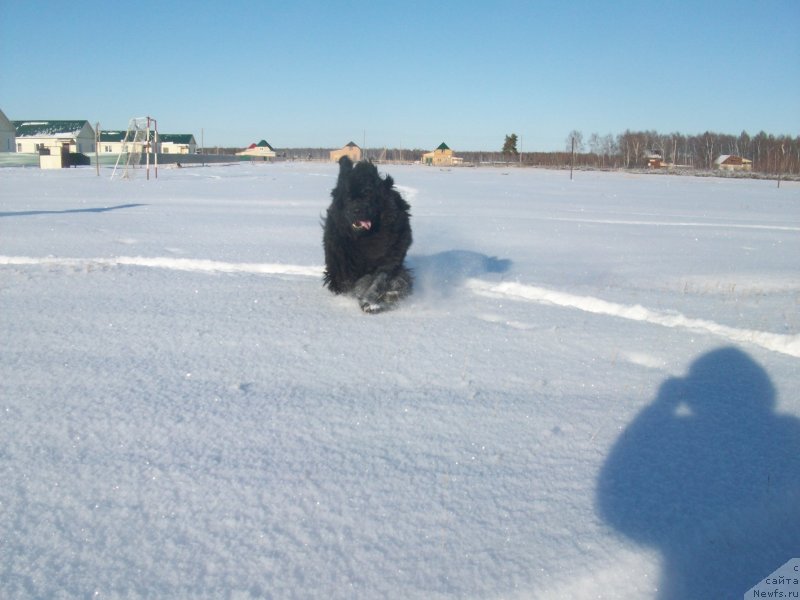 Фото: ньюфаундленд Ярада из Сибирской Глубинки (Yarada iz Sibirskoy Glubinki)