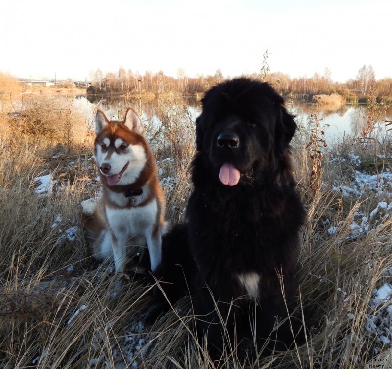 Фото: ньюфаундленд Красавица Кори Дроссер