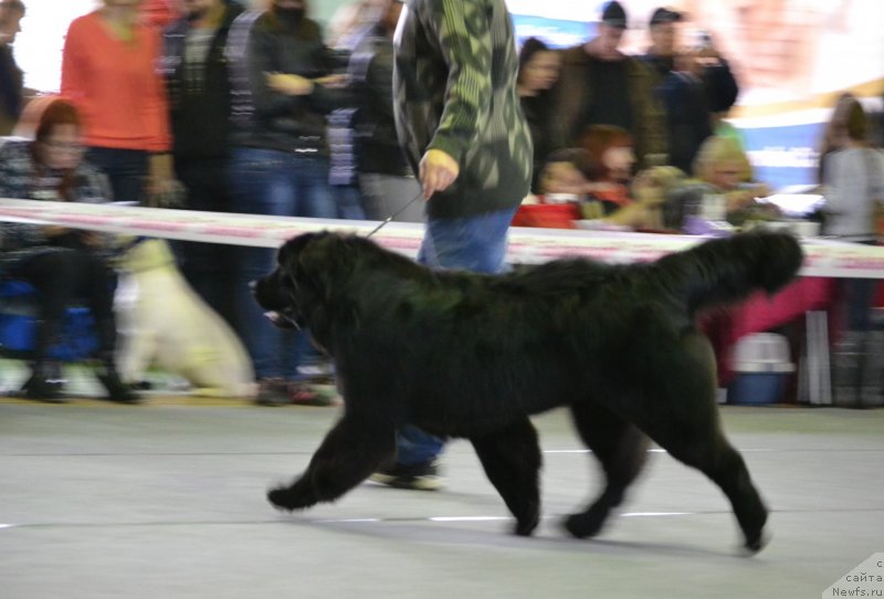 Фото: ньюфаундленд Акватория Келвин Шарлиз (Aquatoriya Kelvin Sharliz)