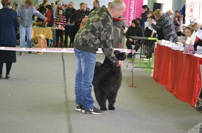 Фото: ньюфаундленд Акватория Келвин Шарлиз (Aquatoriya Kelvin Sharliz)