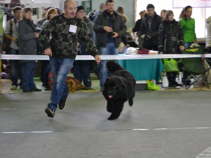 Фото: ньюфаундленд Акватория Келвин Шарлиз (Aquatoriya Kelvin Sharliz)