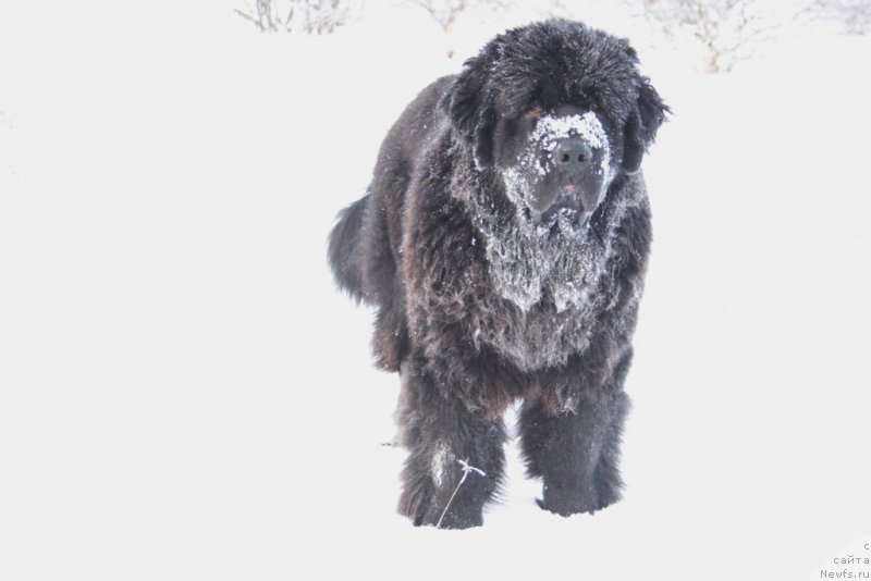 Фото: ньюфаундленд Янтарная Мечта
