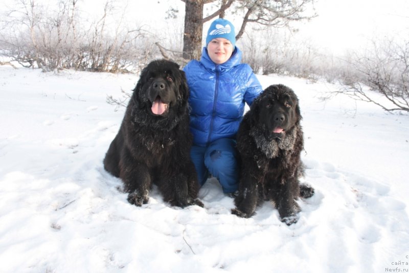 Фото: ньюфаундленд Яхонт Драгоценный, ньюфаундленд Янтарная Мечта