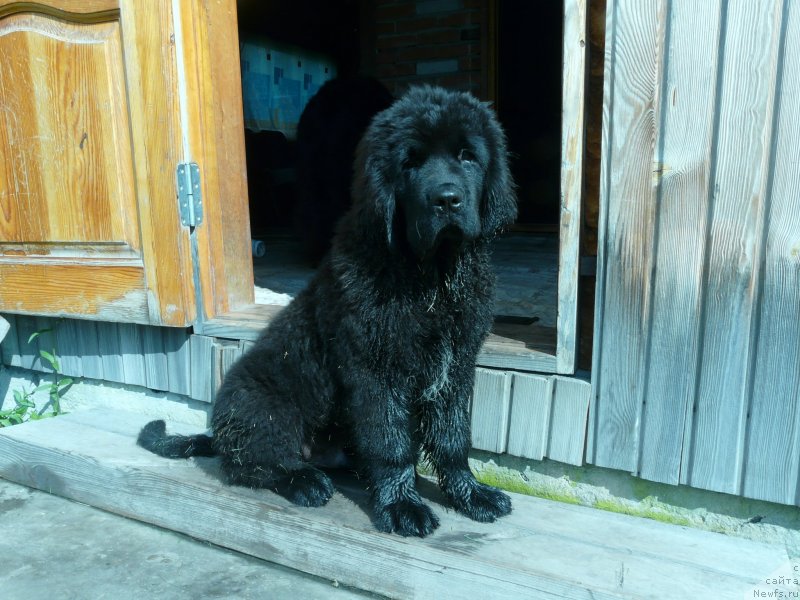 Фото: ньюфаундленд Урман из Племени Кедра