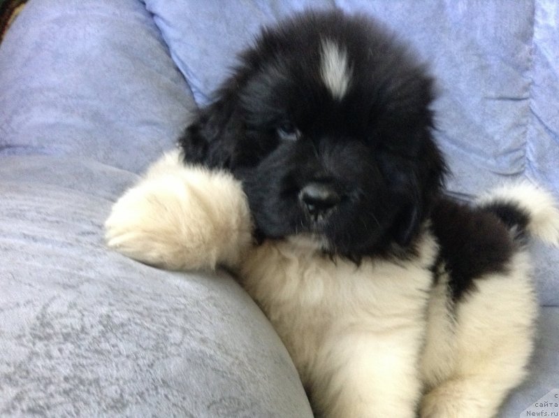 Фото: ньюфаундленд Аквиан Сонг Кроун Роял