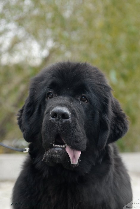 Фотография № 137341