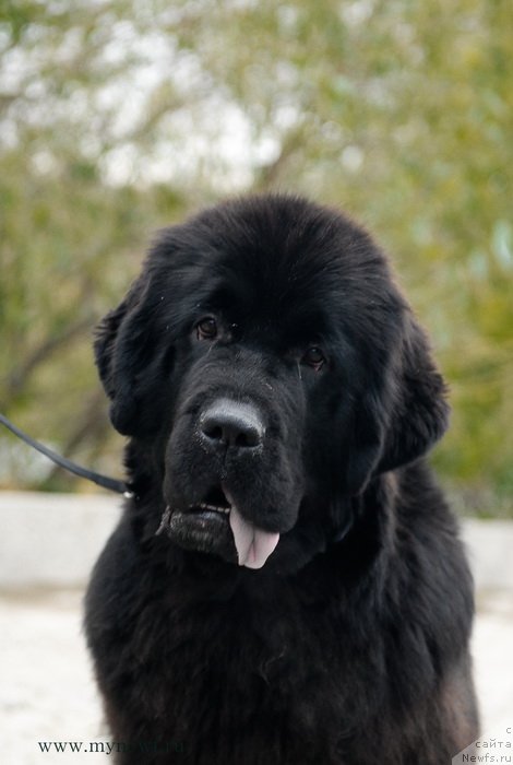 Фотография № 137342