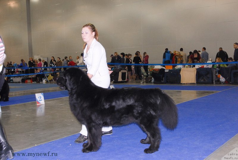 Фото: ньюфаундленд Zhdanny Syn Vialiki Miadzvedz