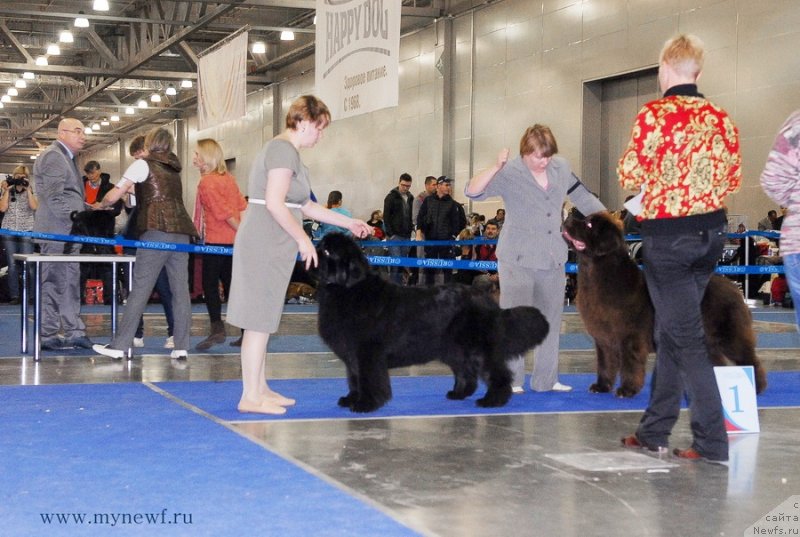 Фото: ньюфаундленд King of Helluland Just Love