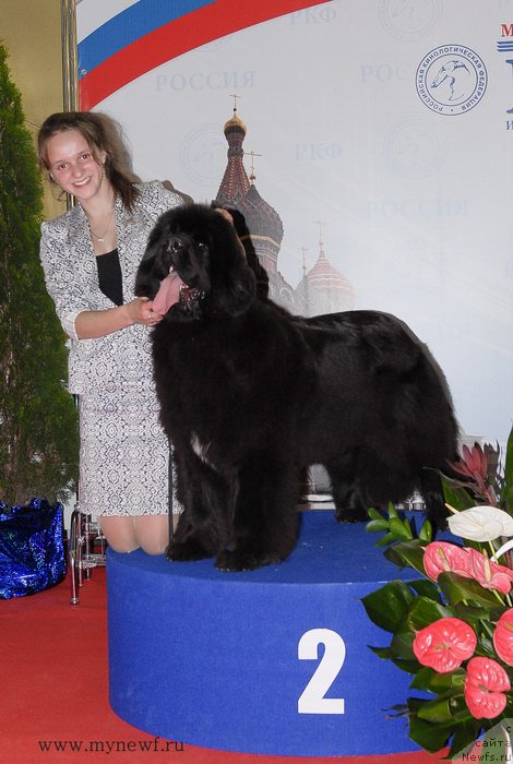 Фото: ньюфаундленд Сент Джонс Роуз фо Ми (Sent Djons Rose for Me)