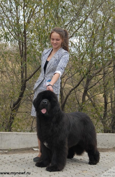 Фото: ньюфаундленд Сент Джонс Роуз фо Ми (Sent Djons Rose for Me)