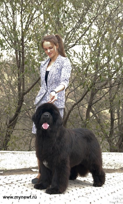 Фото: ньюфаундленд Сент Джонс Роуз фо Ми (Sent Djons Rose for Me)